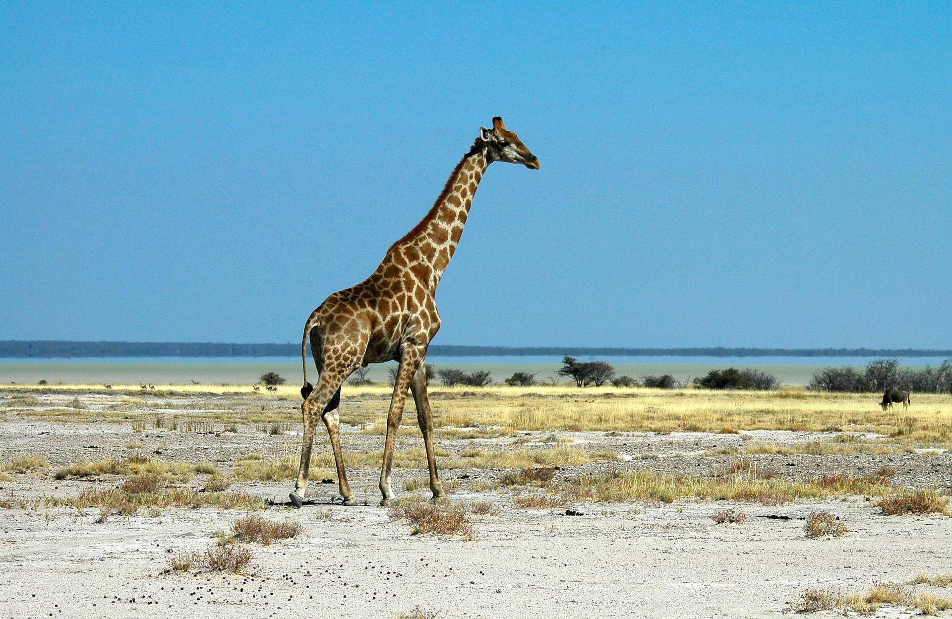 Botswana - Namibie - Zimbabwe - Autotour Routes Australes