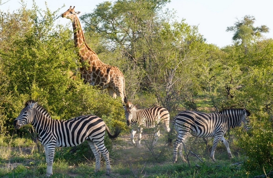 Afrique du Sud - Swaziland - Eswatini - Circuit Safari Dream