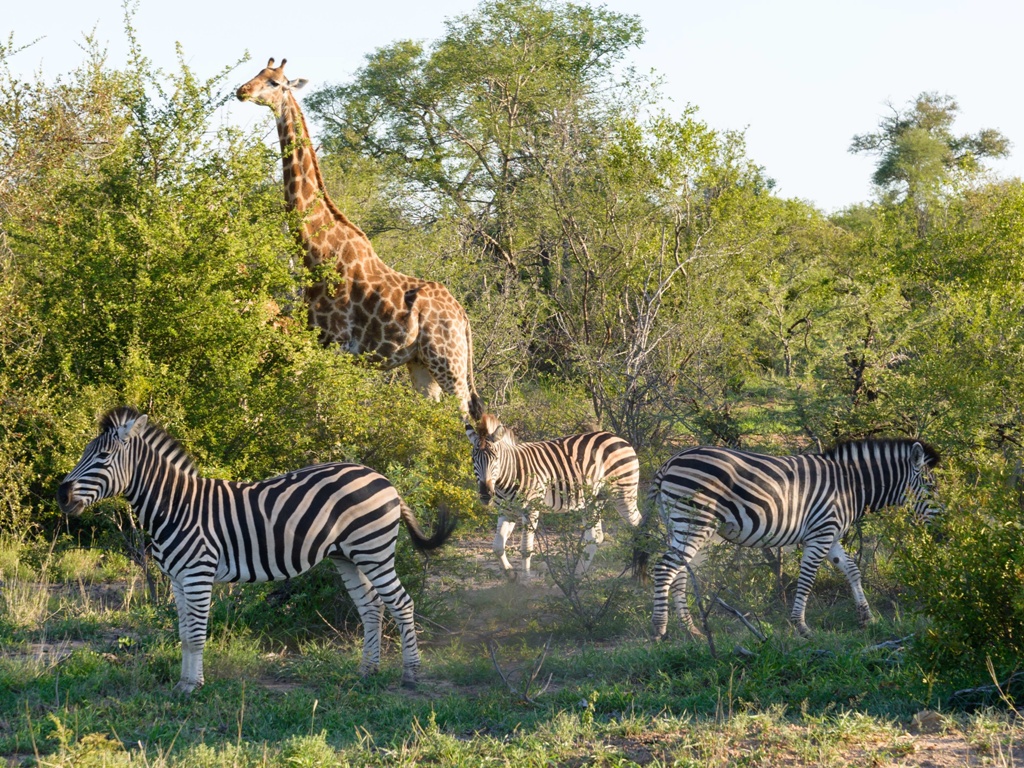 Afrique du Sud - Botswana - Swaziland - Eswatini - Zimbabwe - Circuit Safari Dream avec extension aux Chutes Victoria et au Parc de Chobé
